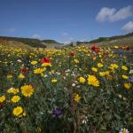 Wildflowers on A30 link road